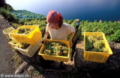 9900_Lavaux_vendanges_dezaley.jpg