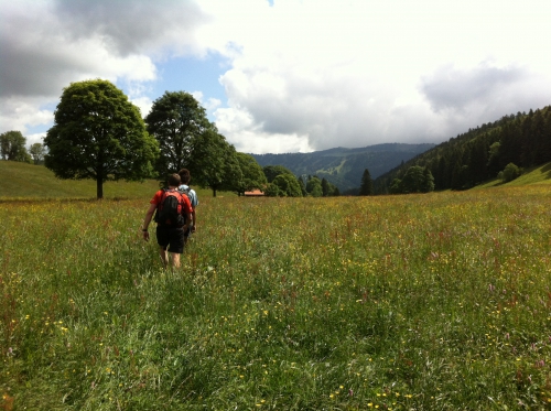 herbes.hautes.JPG