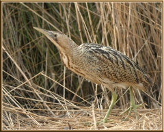 copie-butor-etoile-camargue.jpg