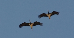 espagne-tarifa-cigogne.jpg